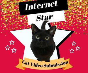 How To Report Animal Cruelty | The Catnip Times How To Report Animal Cruelty | The Catnip Times