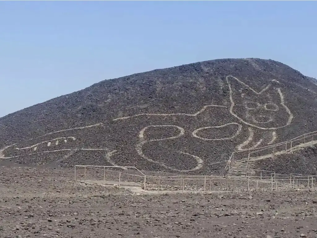 nazca cat