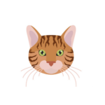 Bengal cat