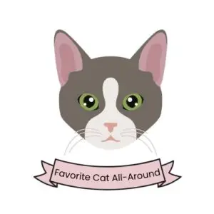 Domestic shorthair is all around favorite cat