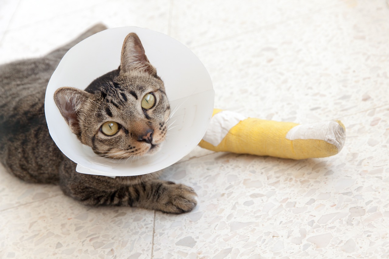 cat wearing an Elizabethan collar and Cat leg splint sleeping on the floor.