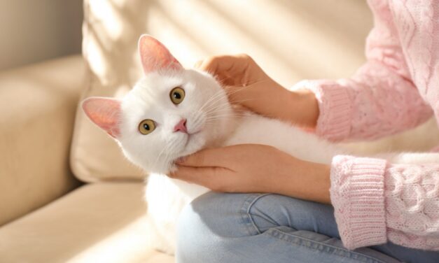 Survey: Do people choose cats differently based upon their personality type?