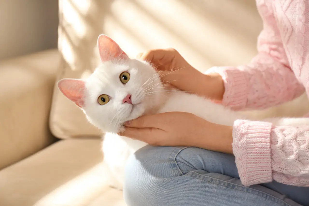 Young woman with her beautiful white cat at home, closeup. Fluffy white cat