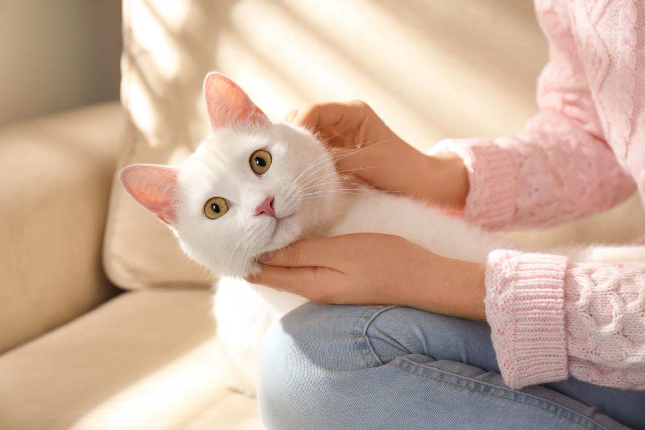 survey do people choose cats differently based upon their personality type