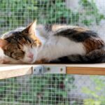 How a Catio Can Help Prevent Common Cat Health Issues