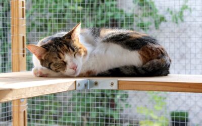 How a Catio Can Help Prevent Common Cat Health Issues