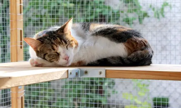 How a Catio Can Help Prevent Common Cat Health Issues
