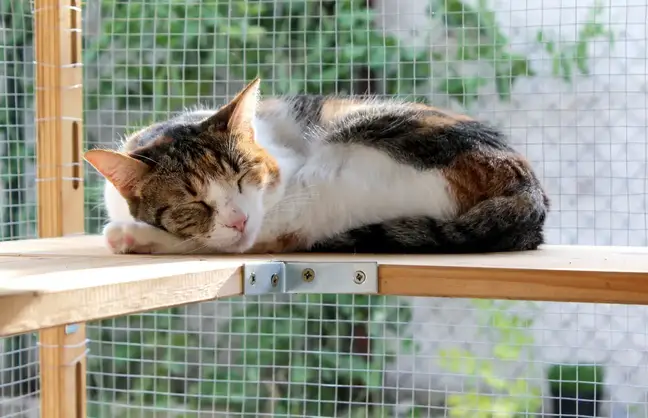 calico tabby cat resting and sleeping on a shelf in a catio