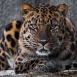 Deadline Looms For Big Cats Owners To Register Or Be In Violation Of The Law