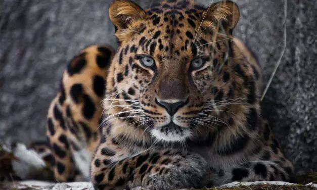 Deadline Looms For Big Cats Owners To Register Or Be In Violation Of The Law
