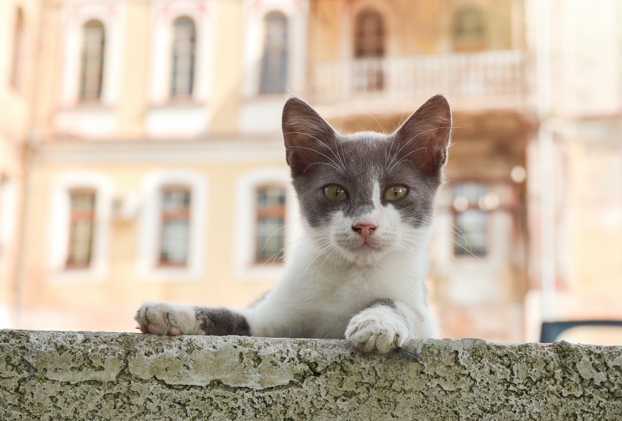 Via di Torre Argentina with feral cat on city background