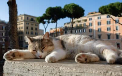 Largo di Torre Argentina: Where History Meets Cat Sanctuary