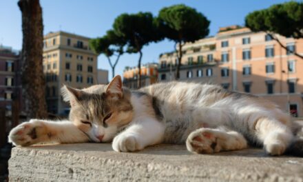 Largo di Torre Argentina: Where History Meets Cat Sanctuary