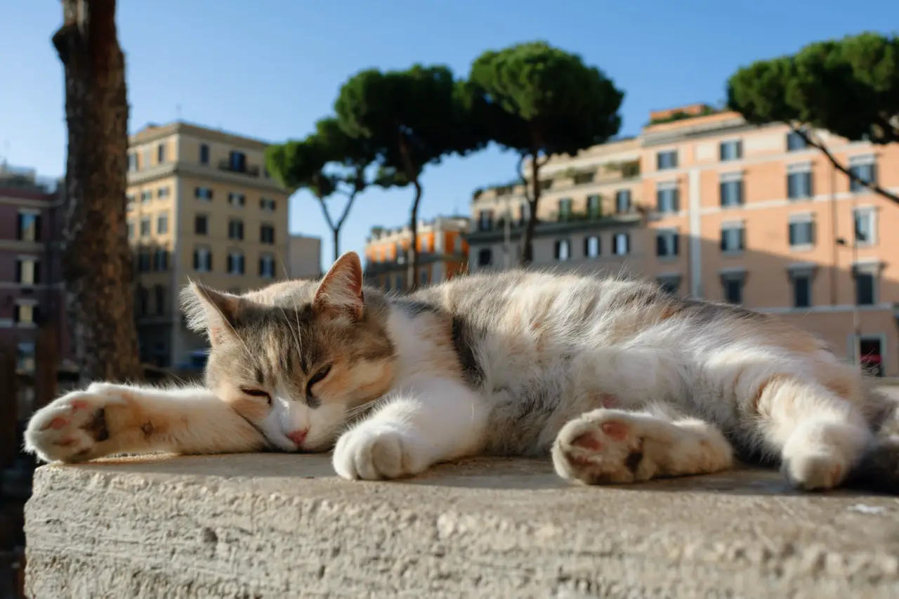 Calico shelter cat sleeping outdoors at Largo di Torre Argentina, Rome, Italy