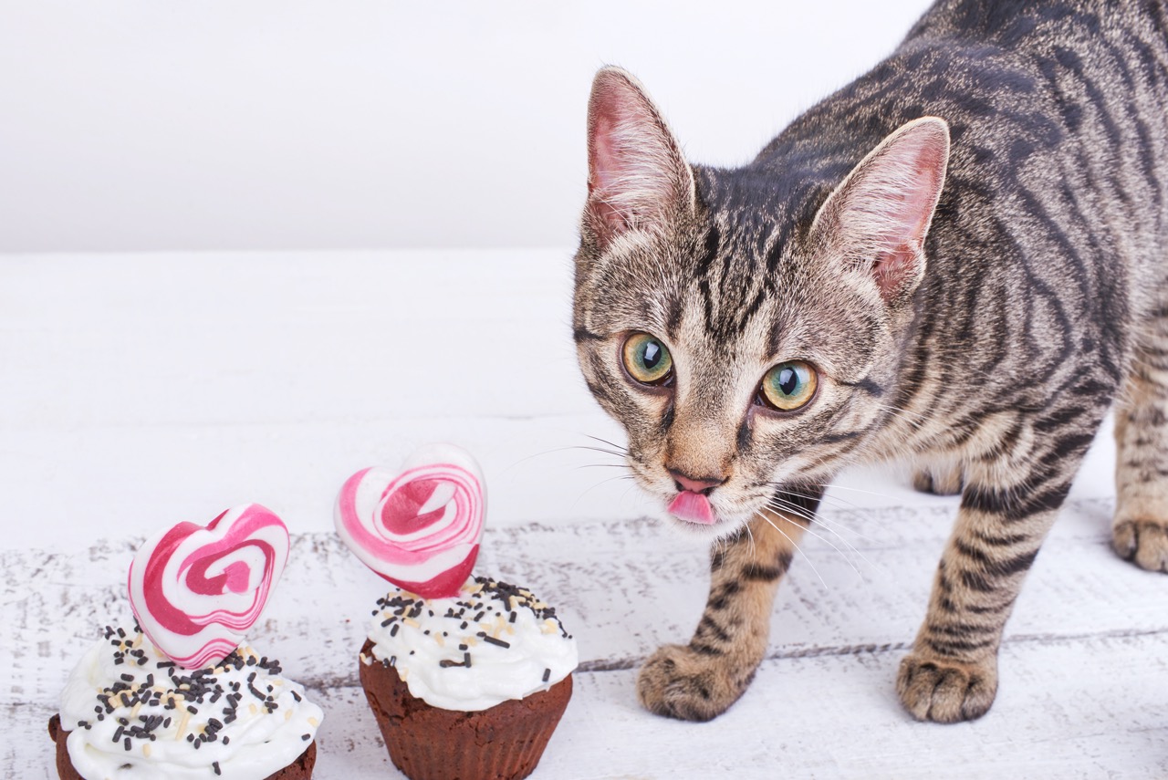 Charming cat licks a chocolate cake for Valentines Day