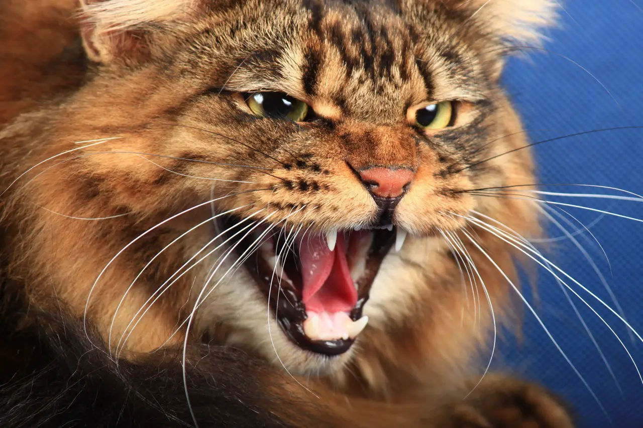angry Siberian cat hissing with an angry facial expression - The Catnip Times
