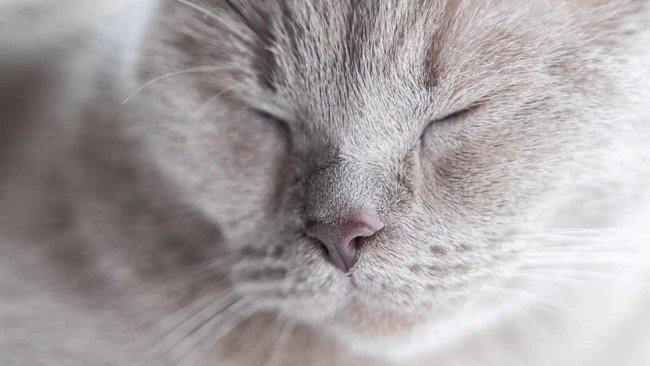 british shorthair cat with blue gray fur and closed eyes sleeping on window sill with a content and happy facial expression - The Catnip Times