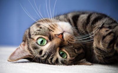 Study Finds Cats Have 276 Facial Expressions