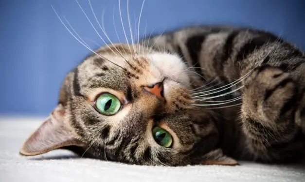 Study Finds Cats Have 276 Facial Expressions