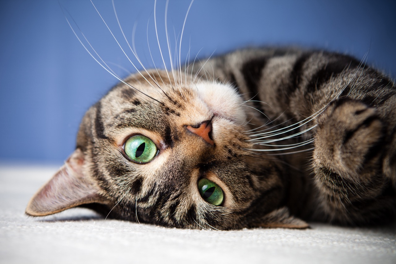 Rolling cat cute green eyes looking happy with a content facial expression - The Catnip Times