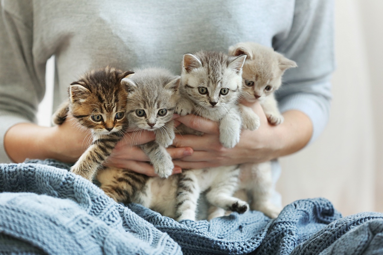 responsible cat breeder - a position statement on cat breeding from The Catnip Times