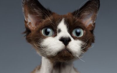 Devon Rex: Personality, Origin and Health Conditions