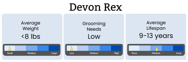 Facts about devon rex cats including average weight, grooming needs and lifespan