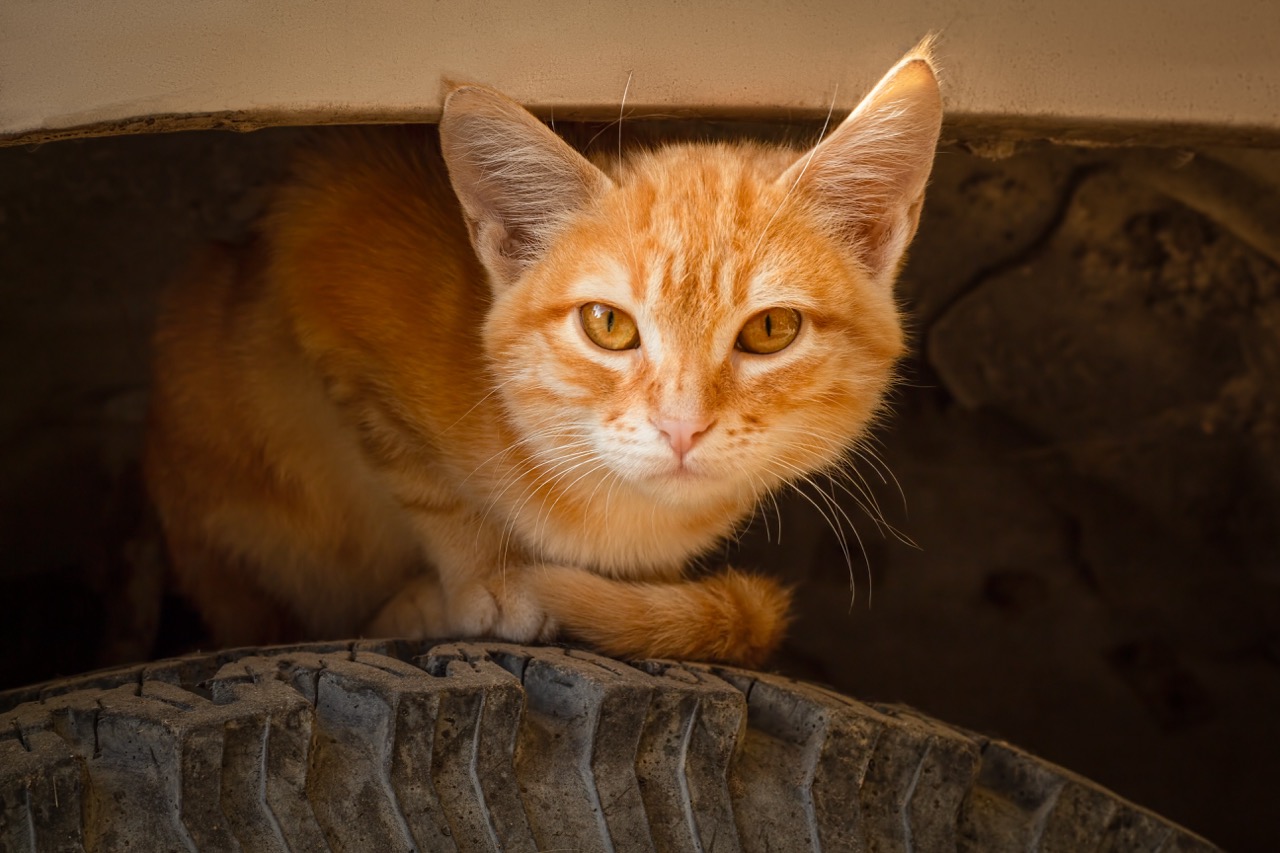 Ginger striped kitten sits on the wheel of a car under the mudguard. Portrait of a cat with selective focus. Dangerous situation.