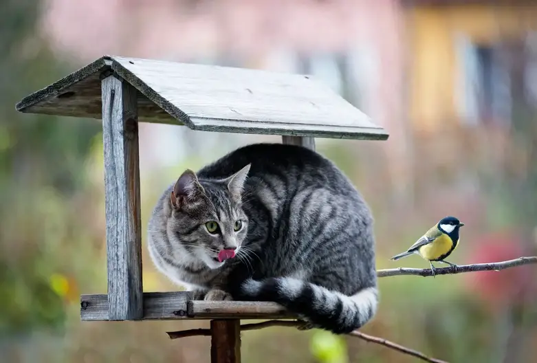 As avian flu spreads to cats, keeping cats indoors and away from bird populations is essential